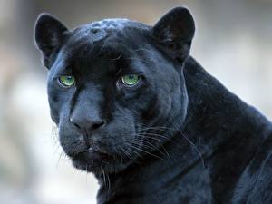 Tapety na pulpit Wielkie koty Czarna pantera