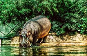 Fonds d'écran Hippopotame