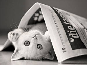 Bureaubladachtergronden Katten Krant Dieren