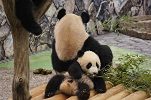 Hintergrundbilder Ein Bär Pandas ein Tier