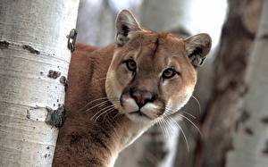 Bilder Große Katze Pumas ein Tier