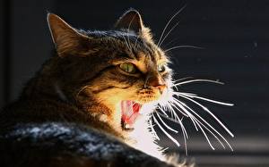 Pictures Cats Tongue Whiskers Yawning  animal