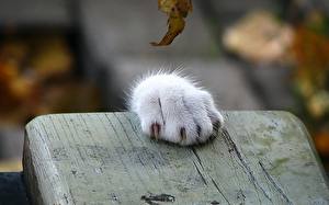 Pictures Cat Closeup Paws animal