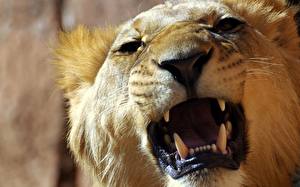 Tapety na pulpit Wielkie koty Lew afrykański Kły Zwierzęta