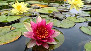 Photo Water lilies