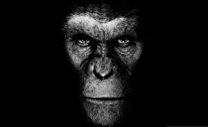 Bakgrunnsbilder Rise of the Planet of the Apes