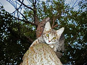 Tapety na pulpit Kot domowy Pnia drzewa Widok z dołu Zwierzęta