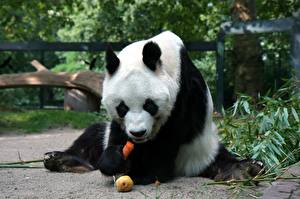Bilder Bären Großer Panda ein Tier