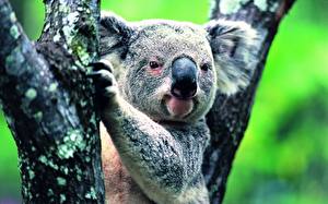 Tapety na pulpit Niedźwiedź Koala