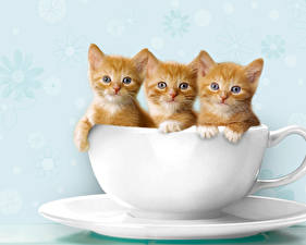 Sfondi desktop Gatti Trio Gattini Tazza Animali