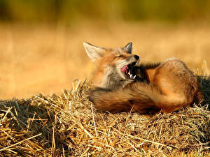 Wallpapers Foxes