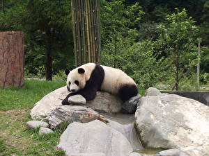 Sfondi desktop Orsi Panda gigante animale