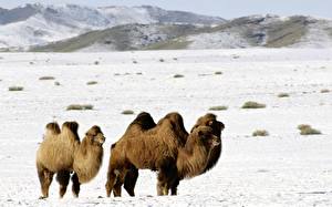 Papel de Parede Desktop Camelos Animalia