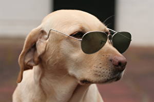 Wallpapers Dogs Retriever Eyeglasses Animals