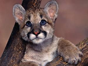 Picture Big cats Cubs animal