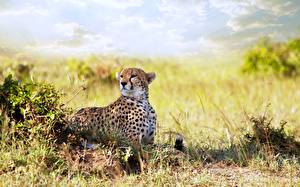 Bureaubladachtergronden Pantherinae Gepard Dieren