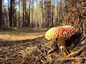 Bilder Pilze Natur Wulstlinge
