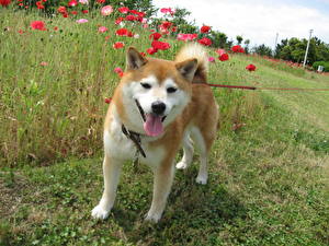Hintergrundbilder Hunde Akita (Hunderasse) Tiere