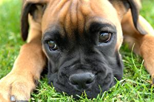 Sfondi desktop Cane Boxer (cane) animale
