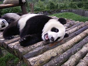 Фотография Медведи Панды животное