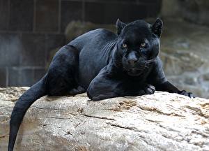 Bakgrundsbilder på skrivbordet Pantherinae Svart panter Djur