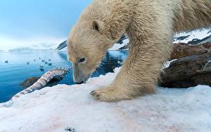 Hintergrundbilder Bären Eisbär