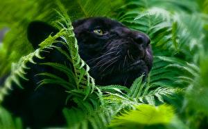 Фото Большие кошки Пантера