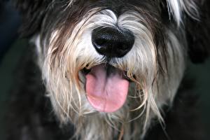 Fotos Hunde Zwergschnauzer Schnauze Zunge Tiere