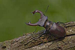 Fondos de escritorio Insectos Coleoptera