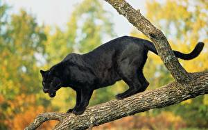 Wallpaper Big cats Panthers animal