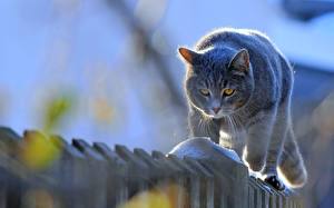 Bilder Katze Zaun Tiere
