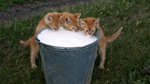 Sfondi desktop Gatto domestico Il latte Gattini animale
