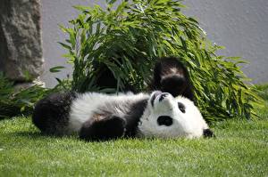 Tapety na pulpit Niedźwiedź Panda wielka Zwierzęta