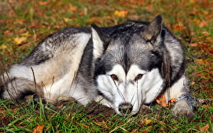 Bureaubladachtergronden Hond Siberische husky Alaska-malamute