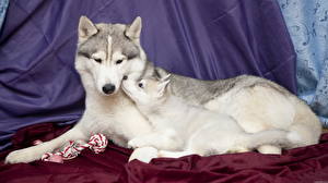 Sfondi desktop Cani Siberian husky Alaskan Malamute Cucciolo animale