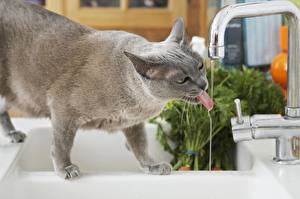 Images Cat Drinking water Tap Animals