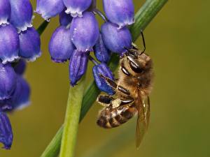Bilder Insekten Bienen Tiere