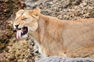 Tapety na pulpit Wielkie koty Lwy Lwica Językiem Zwierzęta