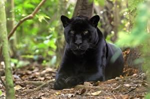 Tapety na pulpit Wielkie koty Czarna pantera Zwierzęta