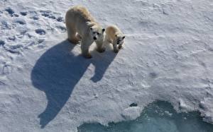 Pictures Bear Polar bears animal