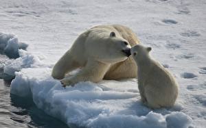 Image Bear Polar bears