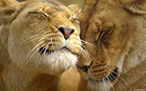 Bakgrundsbilder på skrivbordet Pantherinae Lejon Lioness Morrhår Djur