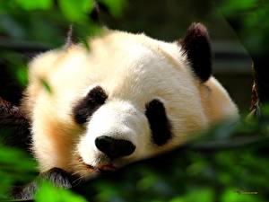 Desktop hintergrundbilder Ein Bär Pandas ein Tier