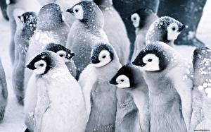 Bureaubladachtergronden Pinguïns een dier