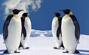 Hintergrundbilder Pinguin ein Tier