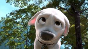 Fotos Disney Bolt Animationsfilm