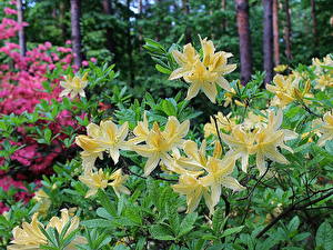 Bakgrunnsbilder Rhododendron blomst