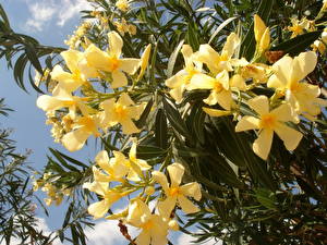 Hintergrundbilder Oleander Blüte