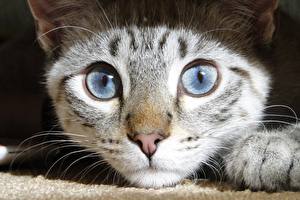 Hintergrundbilder Hauskatze Augen Nase ein Tier