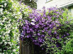 Images Clematis Flowers